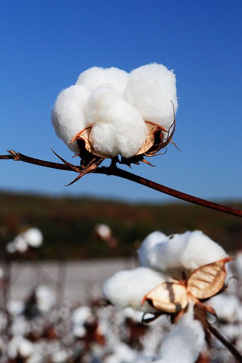 Vải cotton