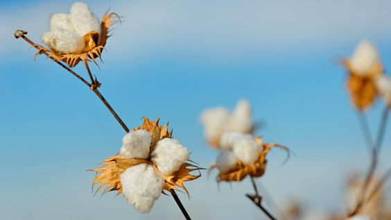 cotton Supima - [Tổng hợp] Các loại vải cao cấp trong may mặc
